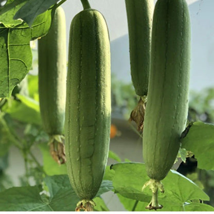 Eponge Loofah