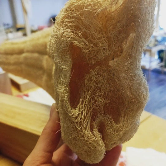 Eponge Loofah